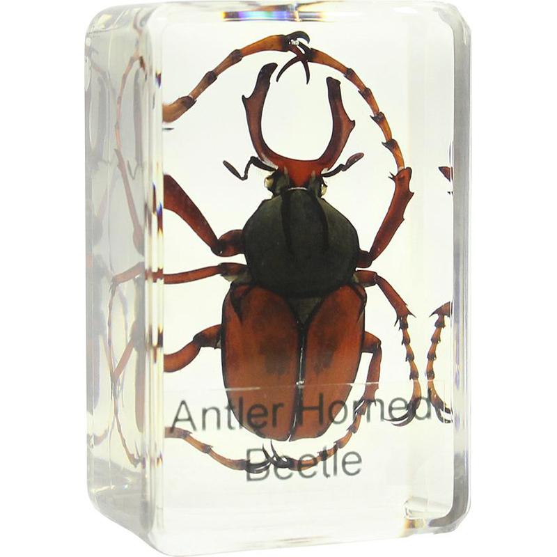 Microscope slide: Lucanus cervus