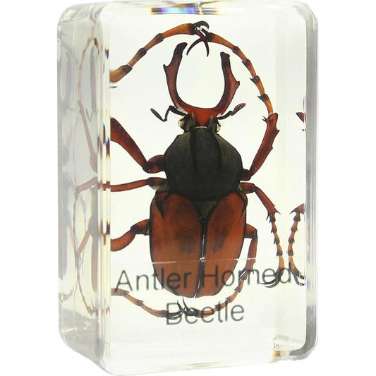 Preparado para microscopio: Lucanus cervus