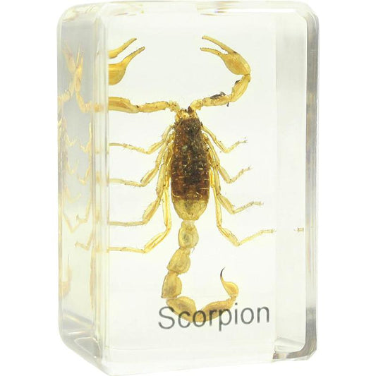Preparado para microscopio: Escorpión