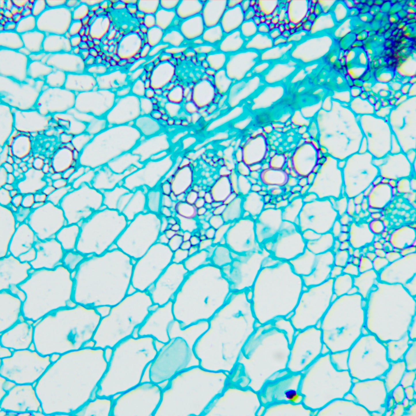 Microscopio biológico MAGUS Bio 240B