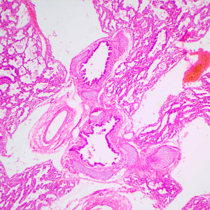 Microscopio biológico MAGUS Bio 240B