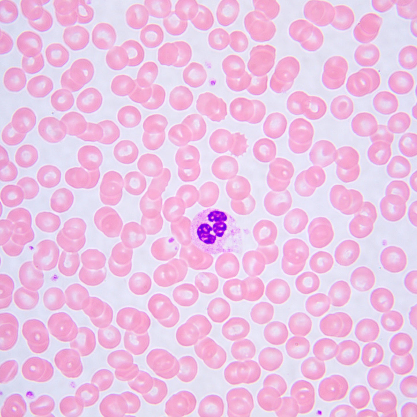 Microscopio biológico MAGUS Bio 240B